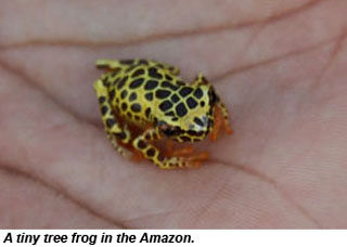 PERU-treefrog2