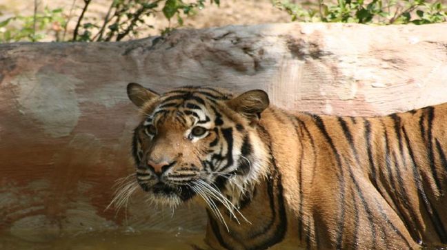 Sunderbans Wildlife National Park, Bangladesh Hotels