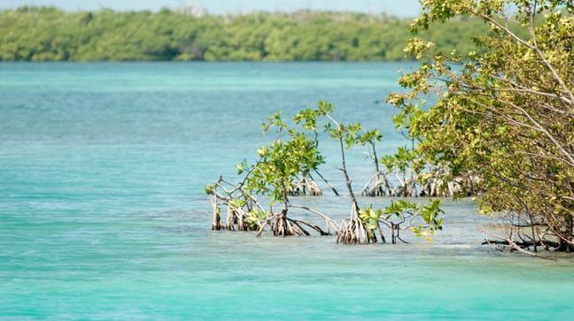 Caye Caulker, Belize Hotels