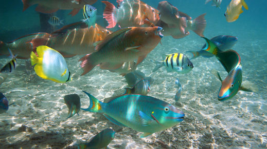 Glover's Reef Atoll, Belize