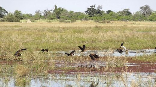 Lake Ngami, Botswana
