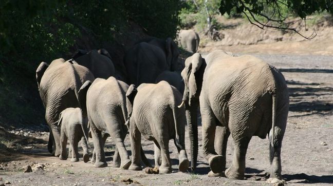 Tuli Block, Botswana Hotels