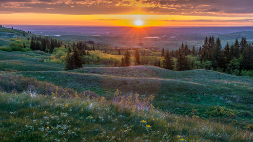 Cypress Hills Provincial Park, Alberta, Canada
