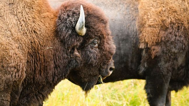 Wood Buffalo Natl Park, Alberta, Canada Hotels