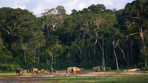 Dzanga-Ndoki National Park/Dzanga-Sangha Reserve, Central African Republic