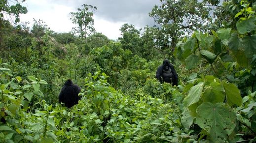 Virunga National Park, Democratic Republic of Congo