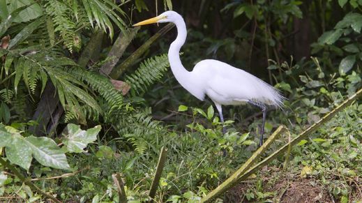 Cano Negro, Costa Rica