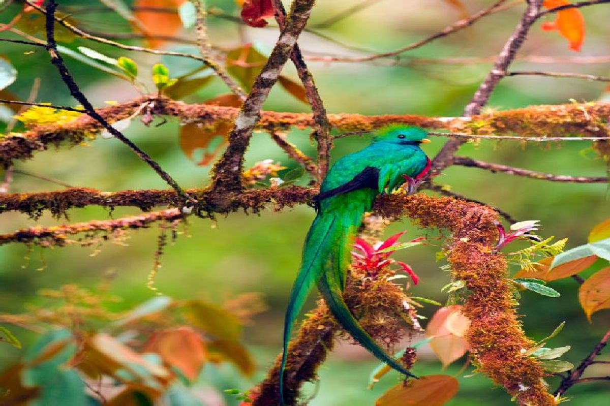 Find Rincon de la Viejo National Park, Costa Rica Hotels Downtown