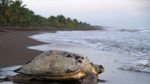 Tortuguero National Park, Costa Rica