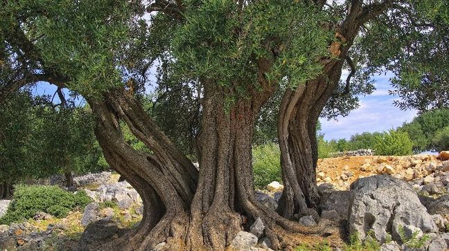 Lun, Pag Island, Croatia Hotels