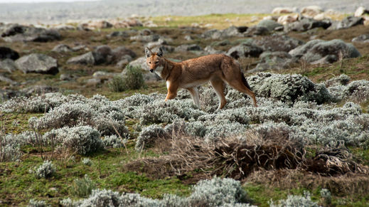Bale Mountains National Park, Ethiopia