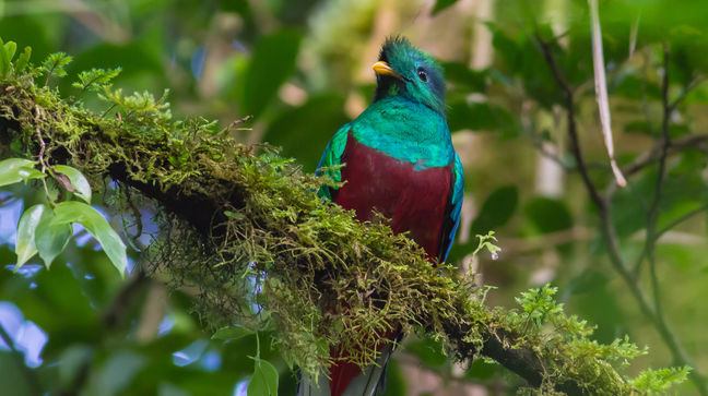 Biotopo del Quetzal, Guatemala Hotels