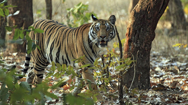 Bandhavgarh, India Hotels