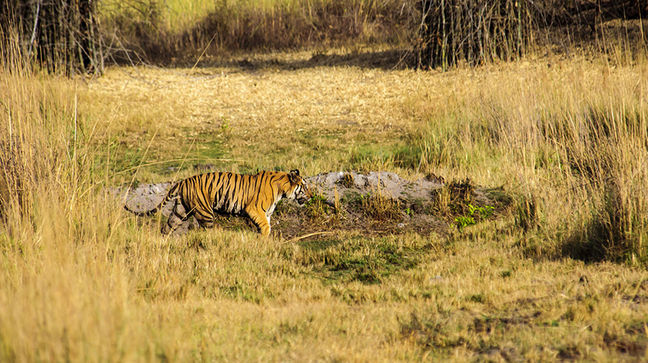 Kanha, India Hotels