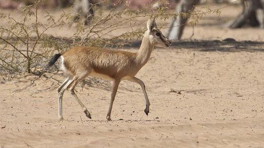 Little Ran Of Kutch, India