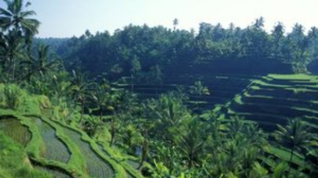 Ubud, Indonesia Hotels