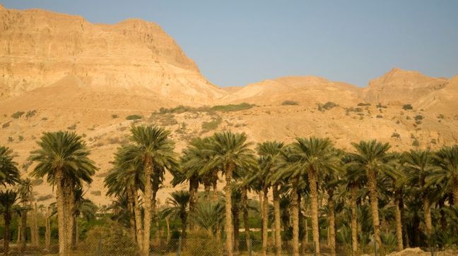 Ein Gedi, Israel Hotels