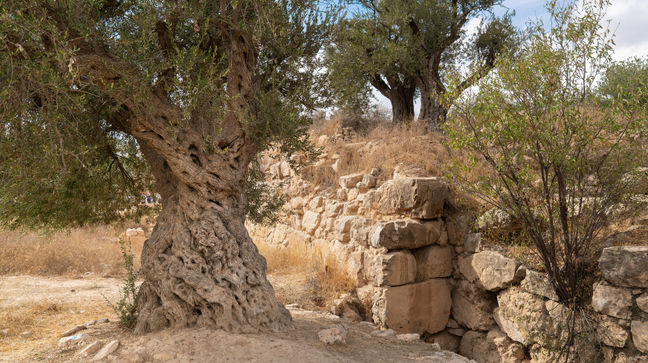 Palestinian-Administered Territory, Israel Hotels