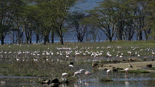 Lake Naivasha, Kenya