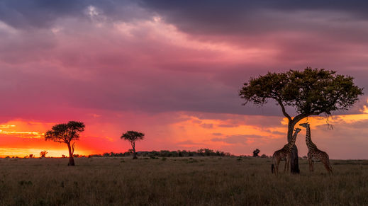 Masai Mara Game Reserve, Kenya