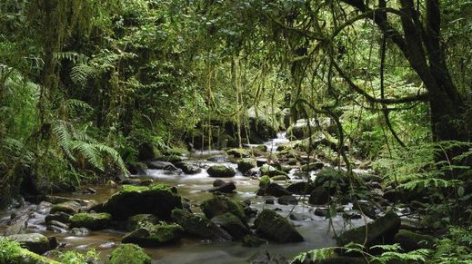 Ranomafana National Park, Madagascar