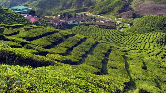 Cameron Highlands, Malaysia Hotels