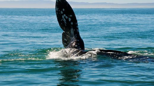 Guerrero Negro, Baja California Sur, Mexico
