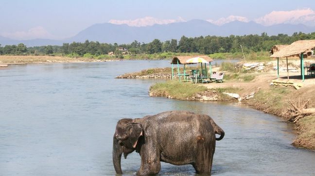Royal Chitwan Natl Park, Nepal Hotels