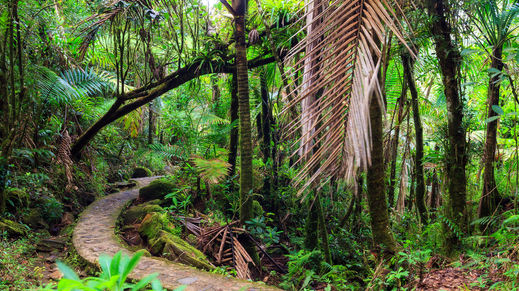 El Yunque, Puerto Rico