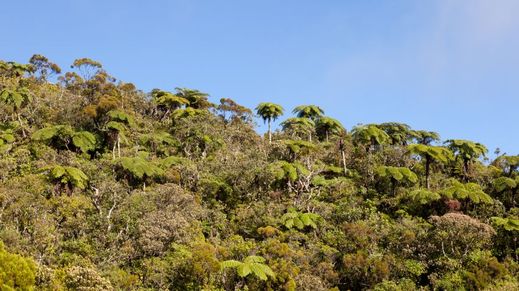 La Plaine Des Palmistes, Reunion Island