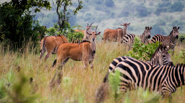 Akagera National Park, Rwanda Hotels