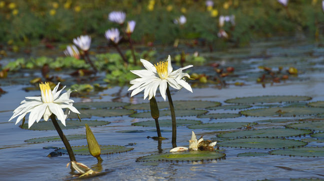 Djoudj National Park, Senegal Hotels