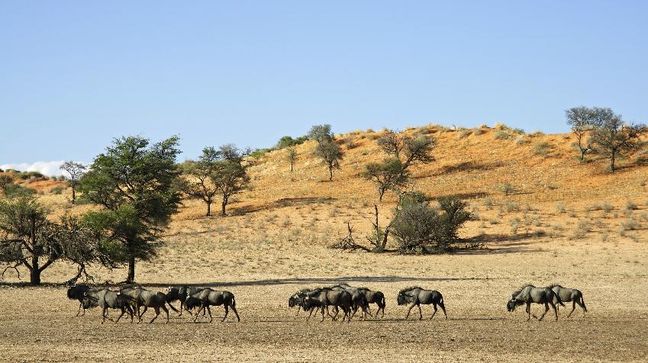 Kgalagadi Transfrontier Park, South Africa Hotels