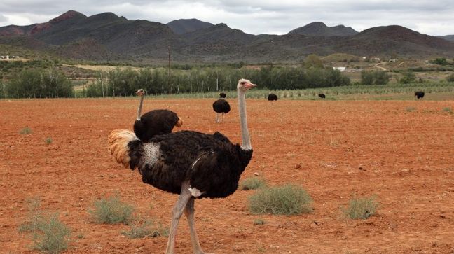 Oudtshoorn, South Africa Hotels