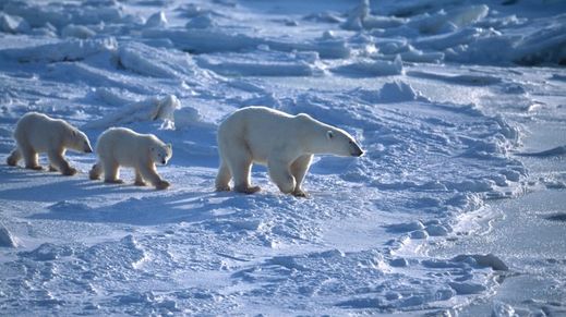 Arctic National Wildlife Refuge, Alaska