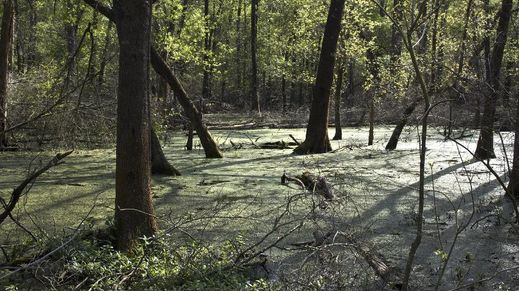 Big Thicket National Preserve, Texas