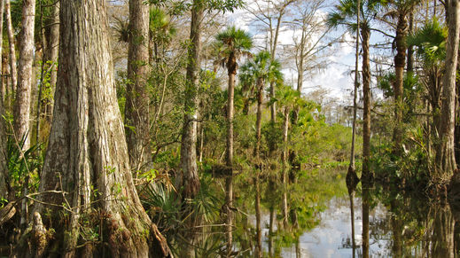 Everglades National Park, Florida