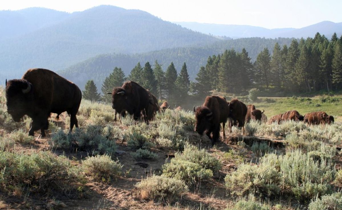 Find Gallatin Gateway, MT Hotels Downtown Hotels in Gallatin Gateway