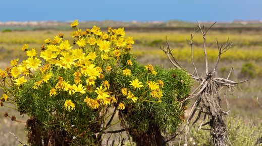 Lompoc, California