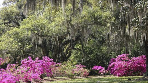 Many, Louisiana