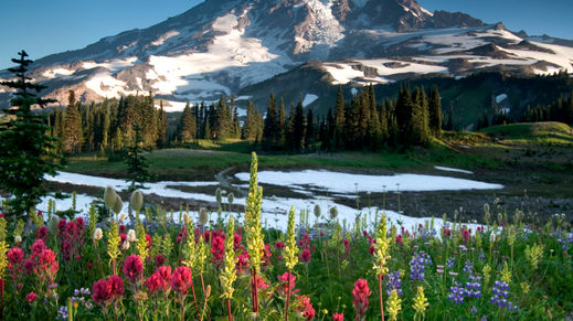 Mt Rainier National Park, Washington