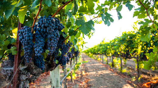 Napa Valley, California
