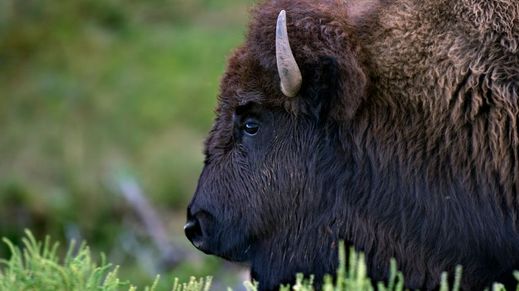 Standing Rock Reservation, South Dakota