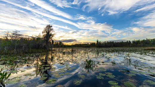 Okefenokee Swamp and National Wildlife Refuge, Georgia