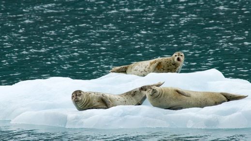 Pribilof Islands, Alaska