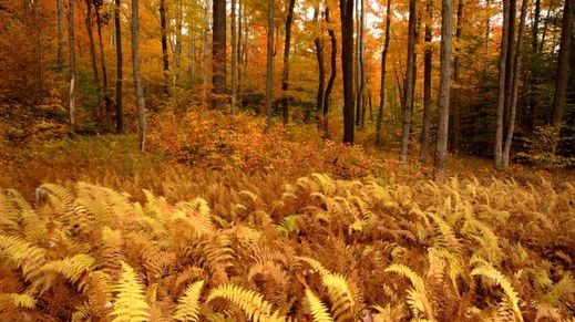 The Alleghenies, New York