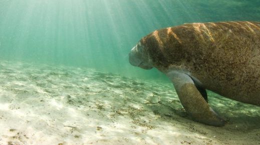 Upper Gulf Coast, Florida