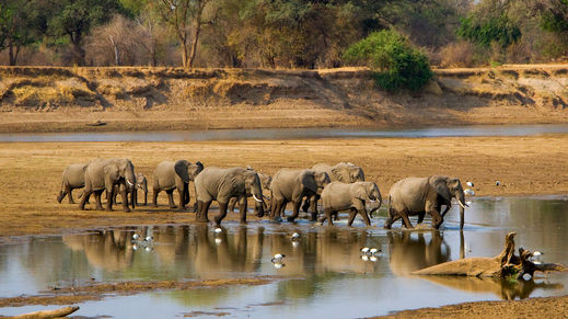South Luangwa National Park, Zambia