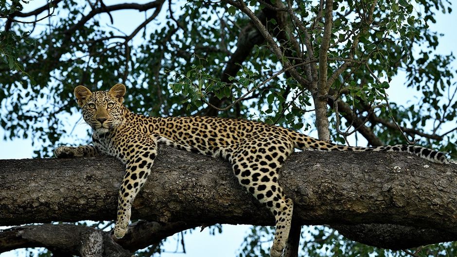 Inyati Game Lodge Other