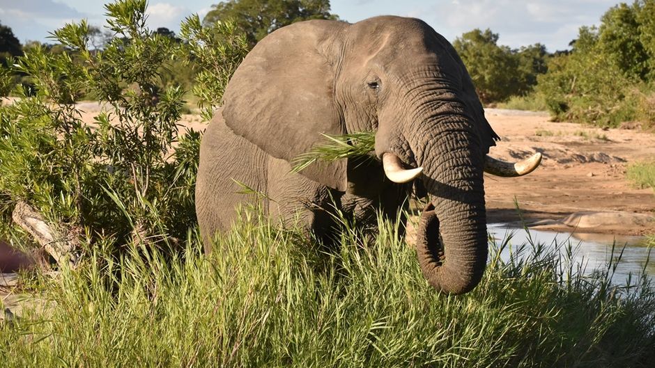 Inyati Game Lodge Other